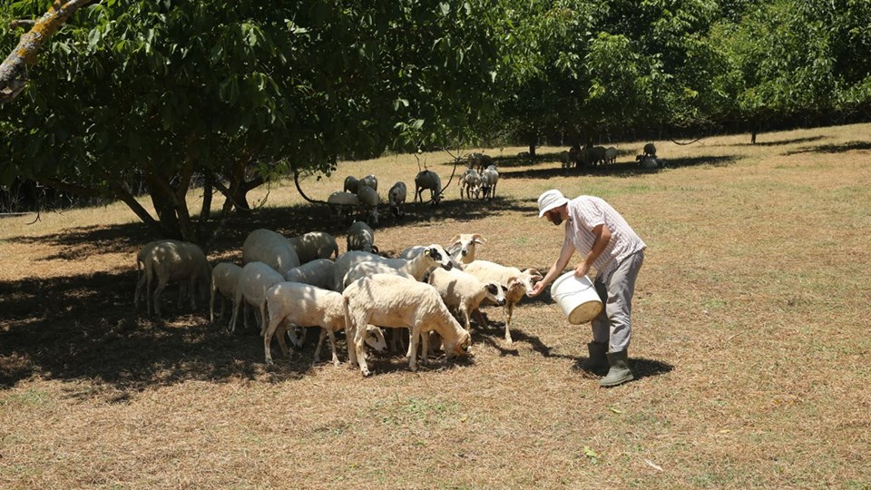 Hem çalışıp hem tatil yapıyorlar | Tarım Turizm Takas (TaTuTa) nedir? - 1