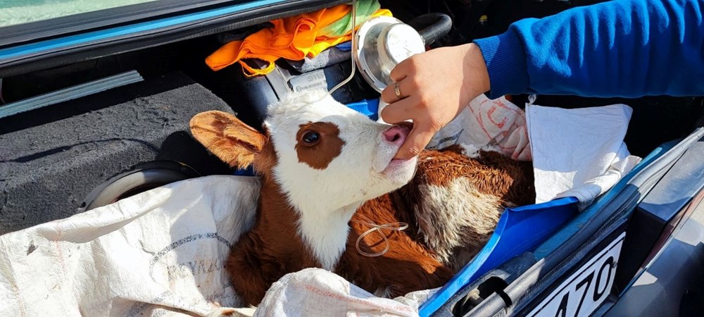 3X660 ZVn0aclCjNLwG5 A