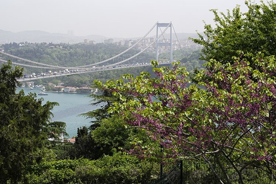 Erguvan, antik dönemden bu yana birçok sanatçıya ilham verdi - 1