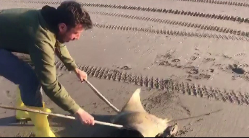 Adana'da sahile vuran vatoz kurtarıldı (Nesli tehlike altında) - 2