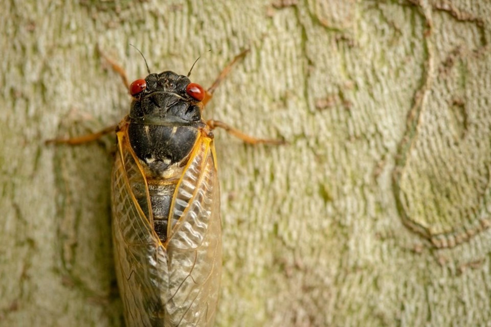 ABD’yi bu bahar milyonlarca ağustos böceği istila edecek - 2