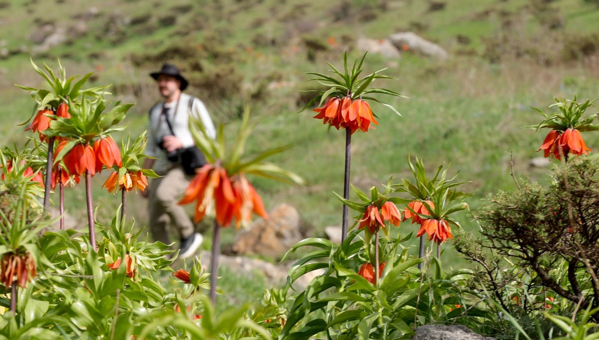 Hakkari'deki Şivişk Vadisi'ne yoğun ilgi