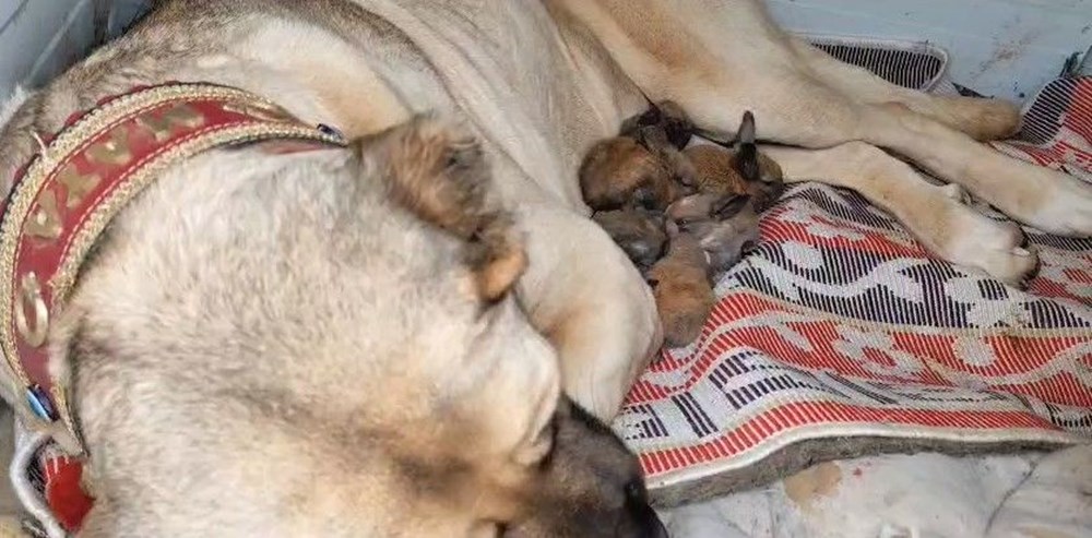 Yürek ısıtan anlar: Kangal köpeği, anneleri ölen 7 tavşanı emzirdi 73 3 CPGaBHMke1 YeGD 2Jgg
