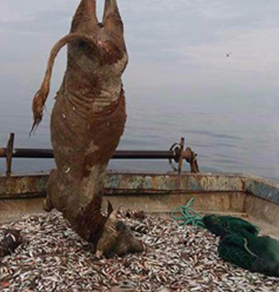 Balıkçıların ağına 700 kiloluk dana leşi takıldı - 1