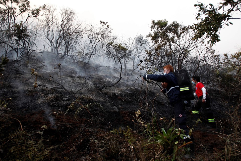 Hükümetler değişti, Brezilya ve Kolombiya'da ağaç kaybı azaldı - 2