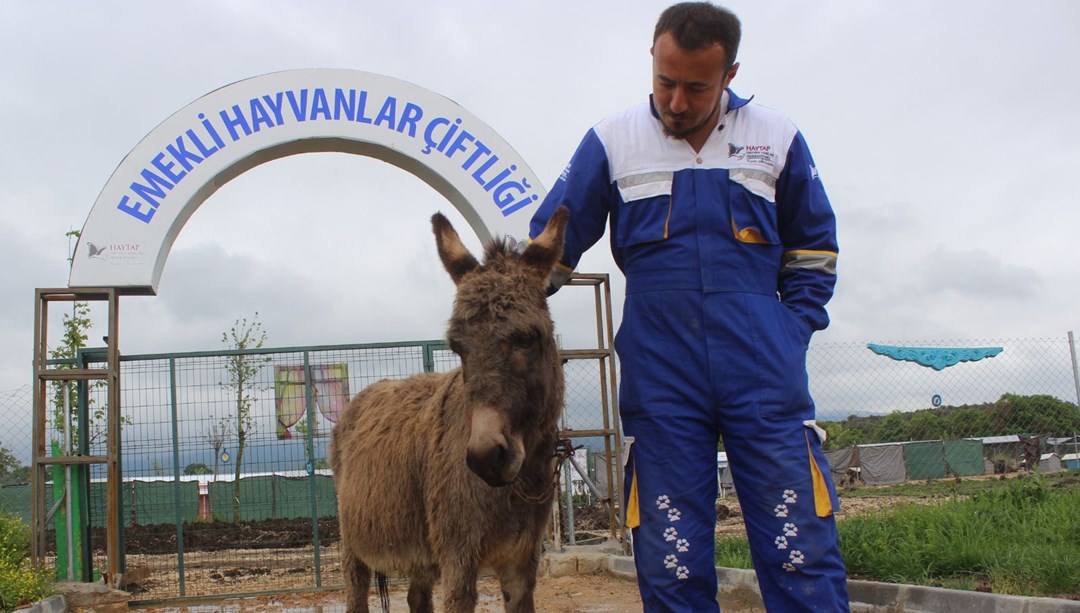 Köpeklerin saldırdığı eşek, �Emekli Hayvanlar Çiftliği�ne yerleştirildi