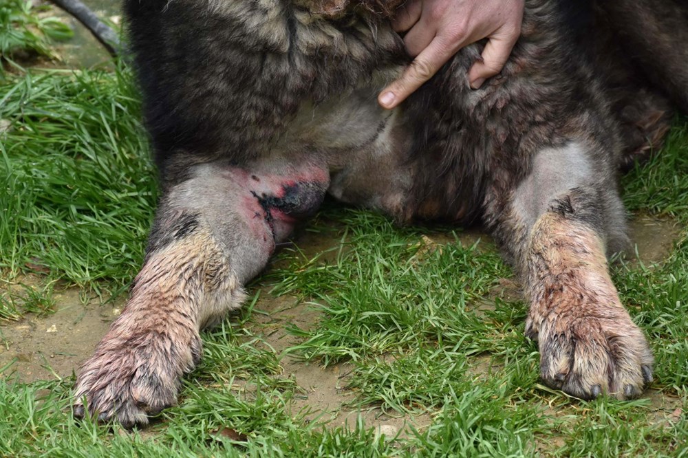 Çalamadığı köpeği pompalı tüfekle vurdu - 6
