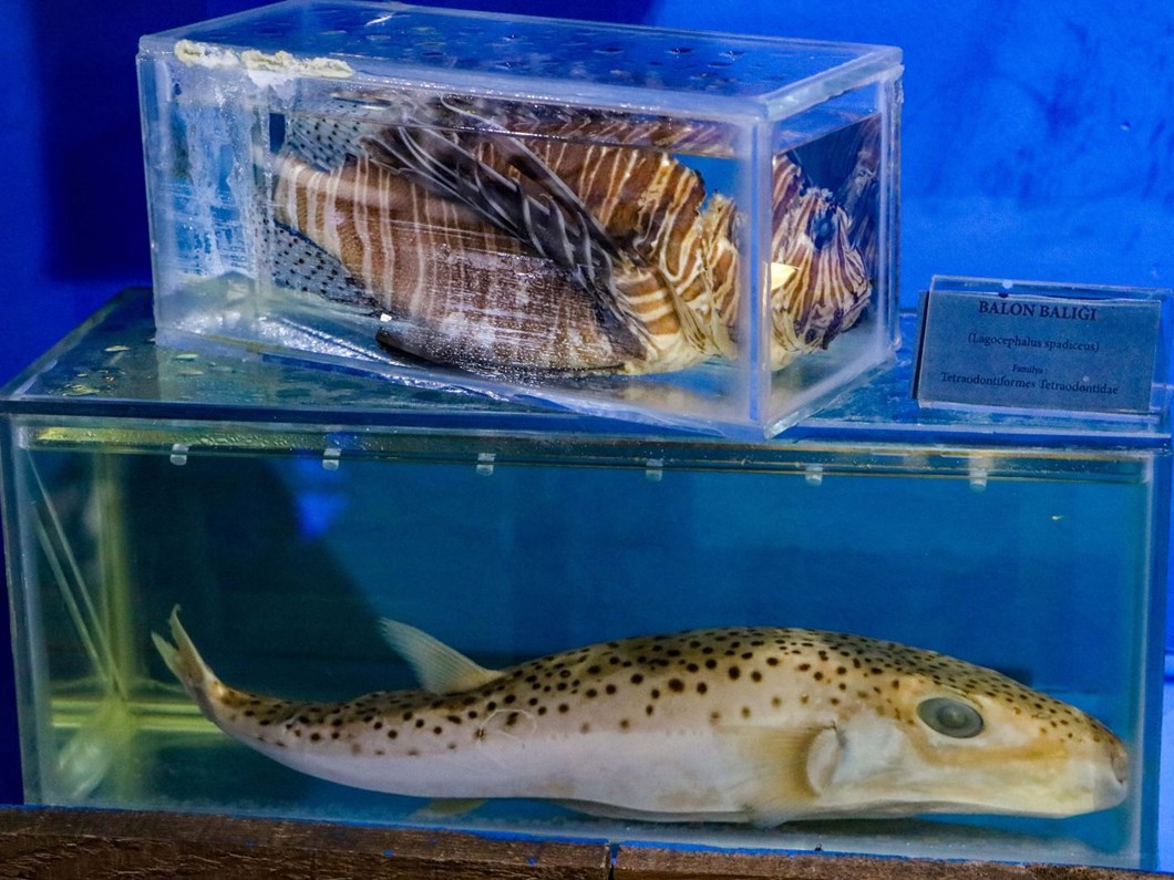 istilaci 2 tur de akdeniz baliklari