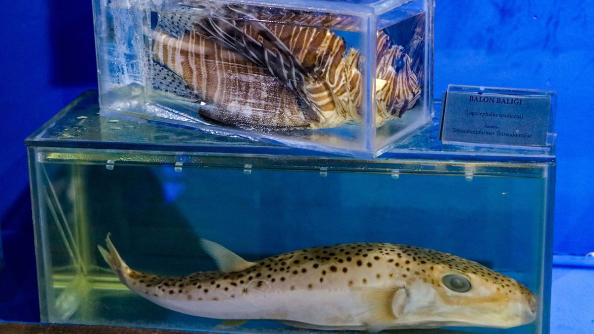 istilaci 2 tur de akdeniz baliklari arasina girdi ntv