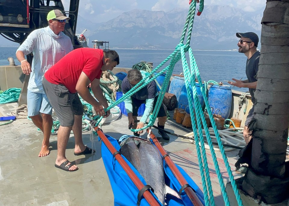 Mavi yüzgeçli Atlantik orkinosları, uydu alıcısıyla takip ediliyor - 1