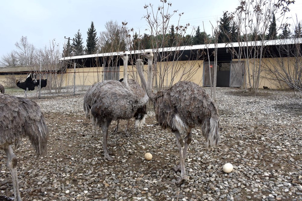 Sıcak hava deve kuşlarını da etkiledi... Kışın ortasında yumurtlamaya başladılar - 5