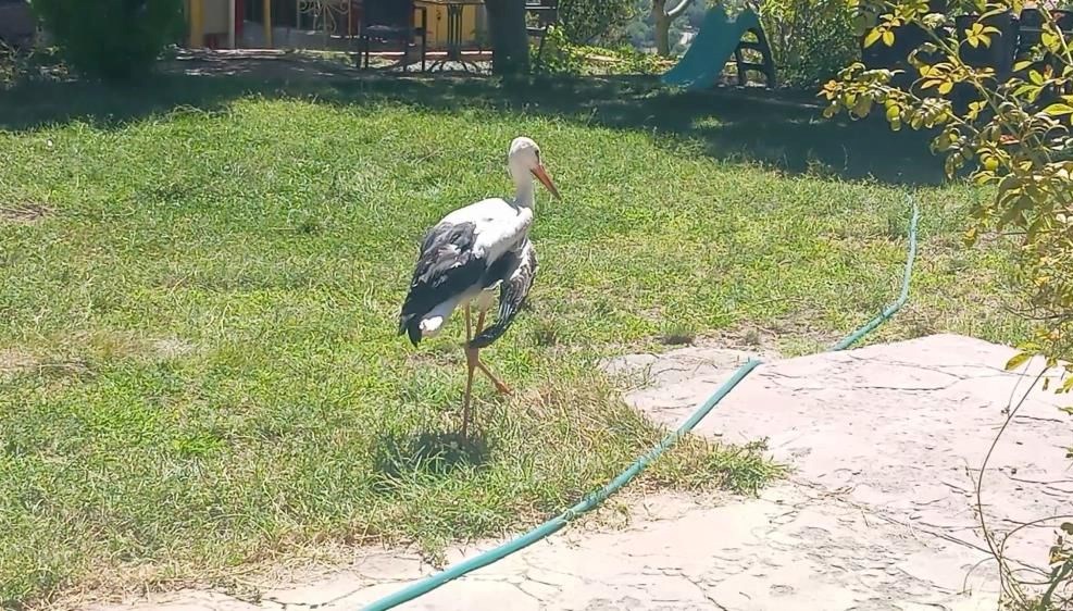 Elazığ'da kanadı kırık leylek bulundu