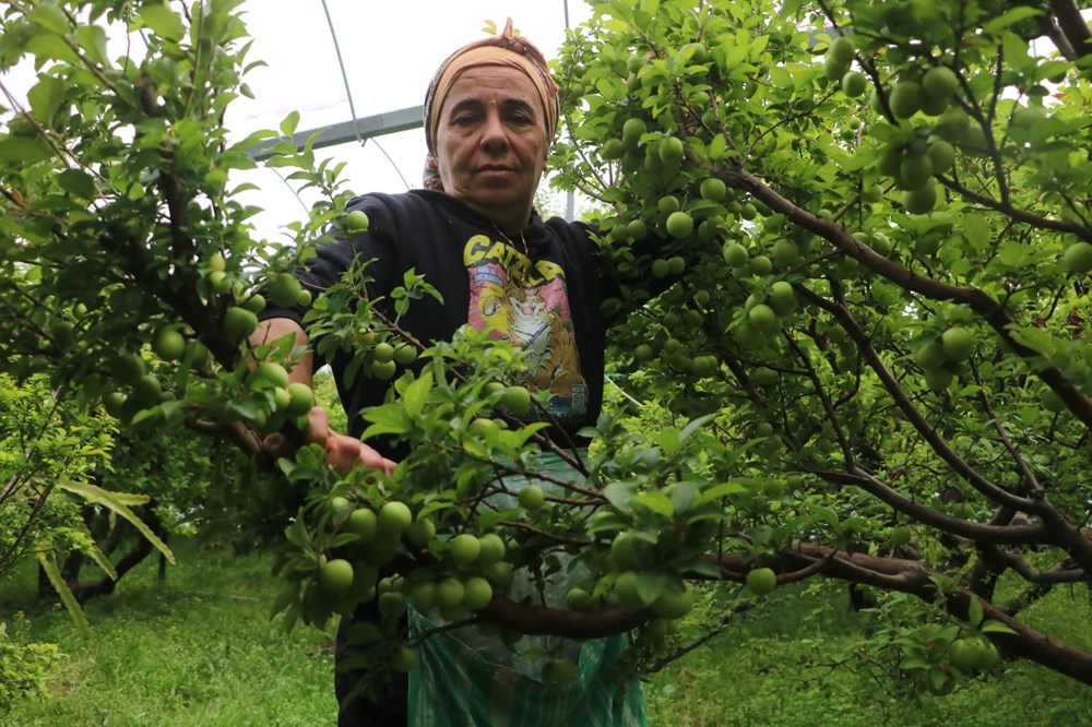 4 bin metrekare alanda üretiyor, kilosu 500 TL: Hatay'dan dünyaya yayılıyor 75 3e3DduLh5E
