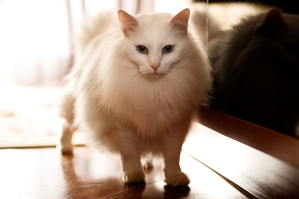 Bilim insanları en güzel ve en çirkin kedi türlerini açıkladı (Türkiye'ye özgü iki kedi türü listede) - 14