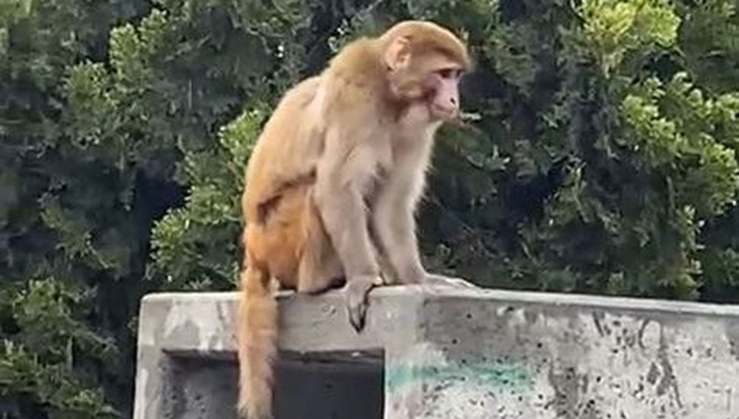 Fatih'te firari maymun şaşkınlığı