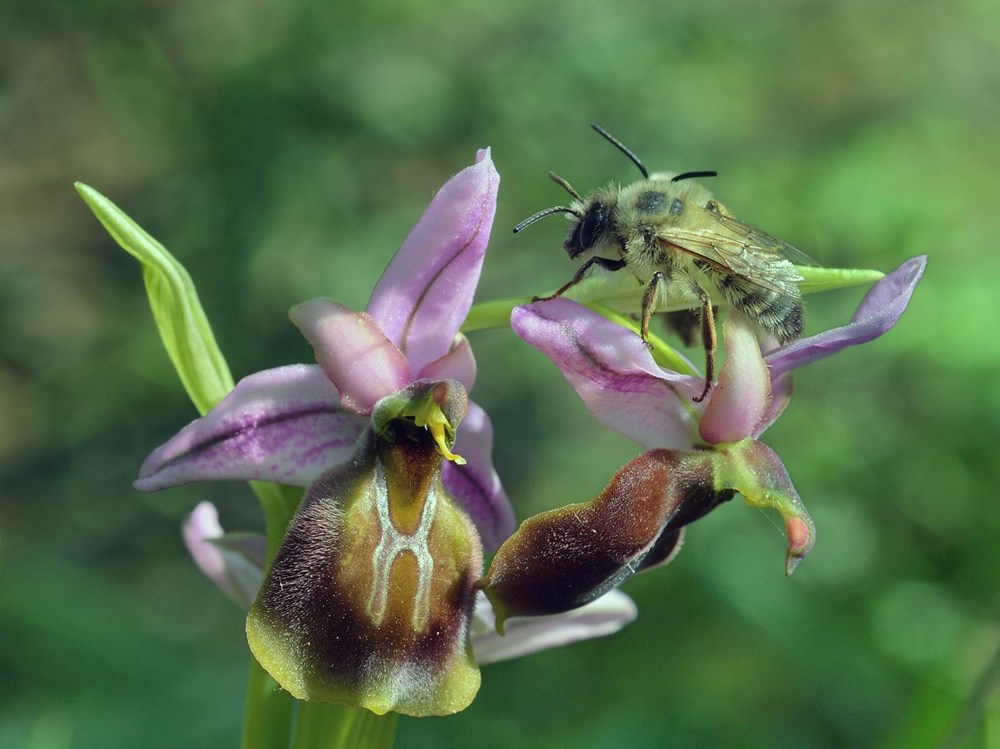 3fXS2skGaUag5kJ5a9FbVQ