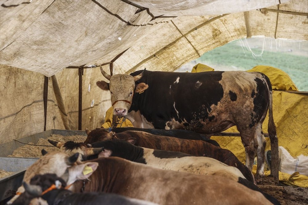 Kurban pazarlarında bayram hareketliliği başladı - 15