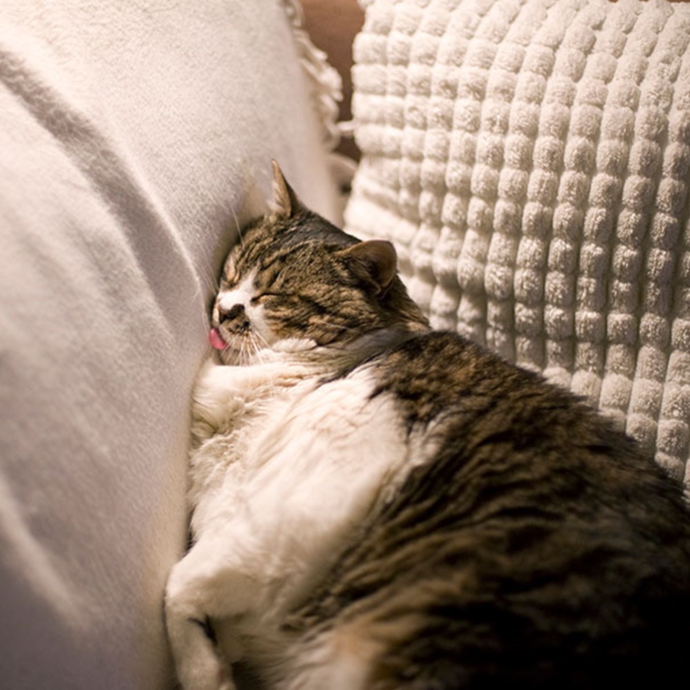 Толстый котя на диване