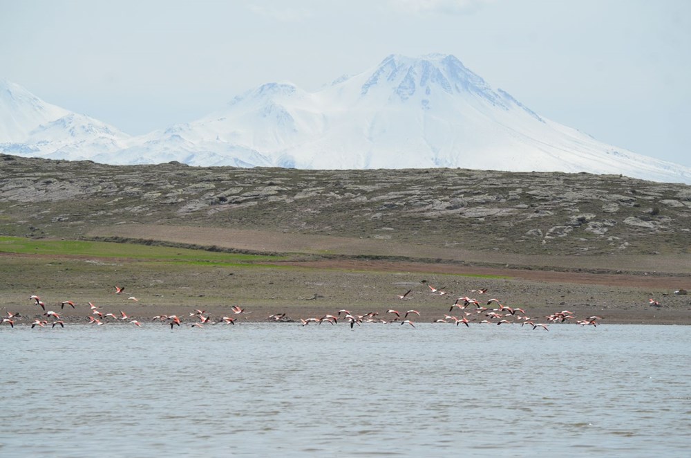 Flamingolar Tuz Gölü'ndeki evlerine geldi - 6