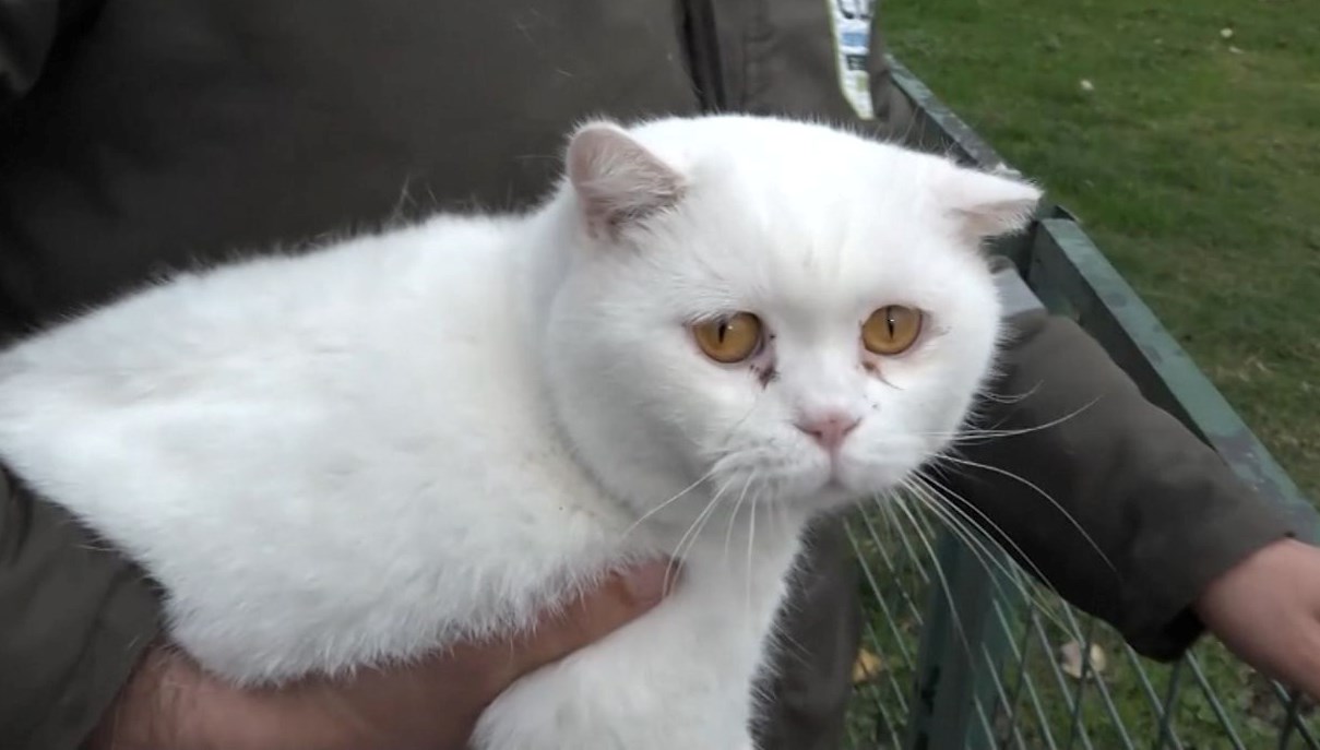 Boşandılar kedileri paylaşamadılar - Son Dakika Türkiye Haberleri | NTV  Haber