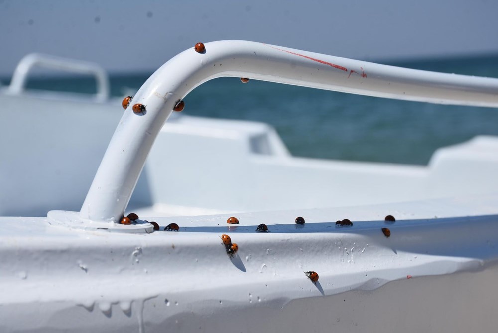 Saros Körfezi'nde uğur böceği istilası - 11