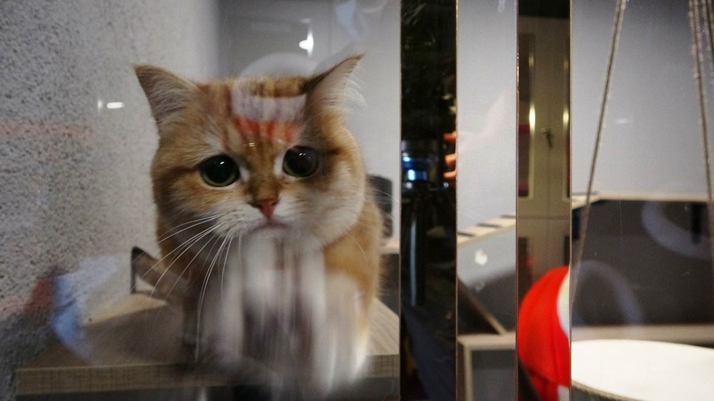 Kedi Oteli bayramda tamamen doldu Magazin Haberleri NTV