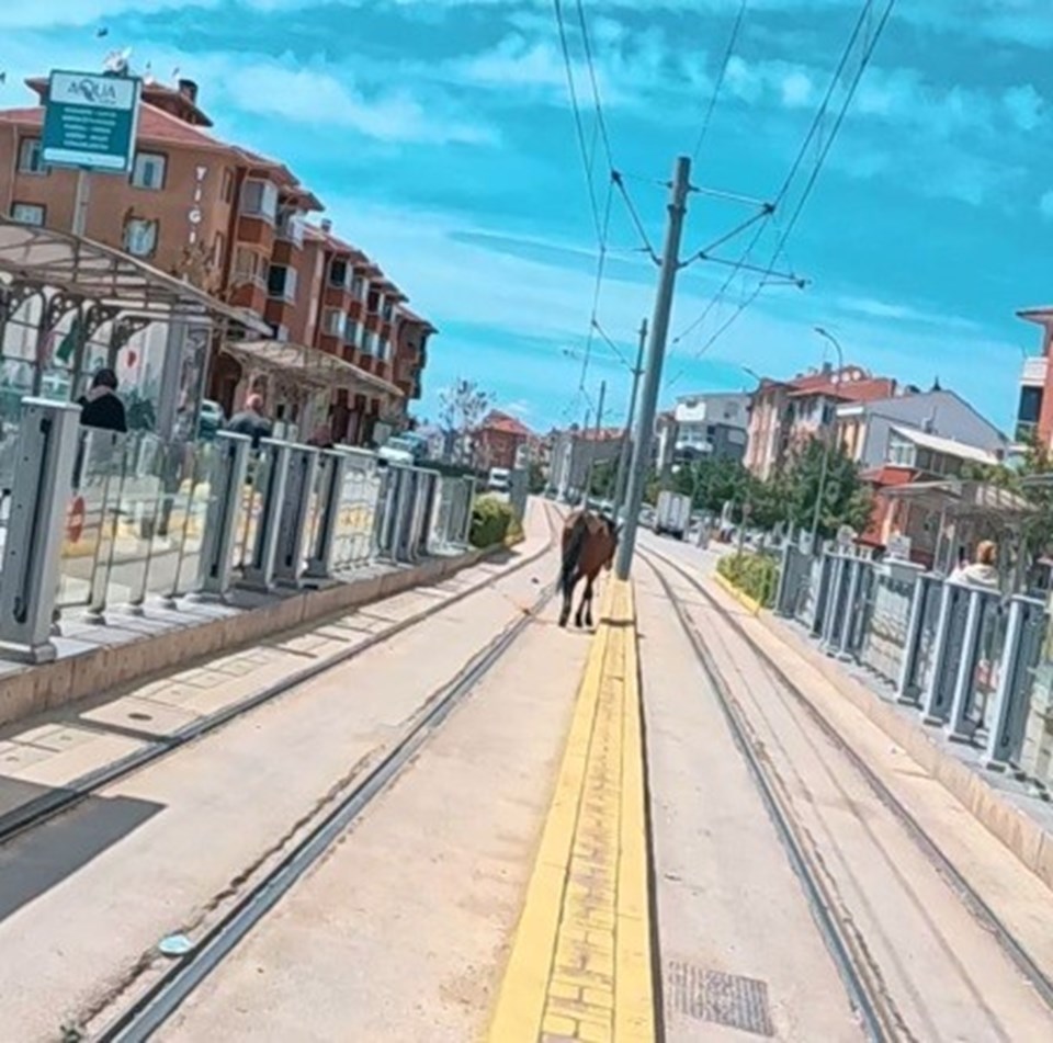 Eskişehir'de tramvay raylarında başıboş at şaşkınlığı - 1
