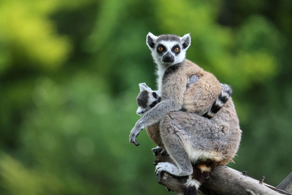Bursa'daki lemur ailesi büyüyor - 6
