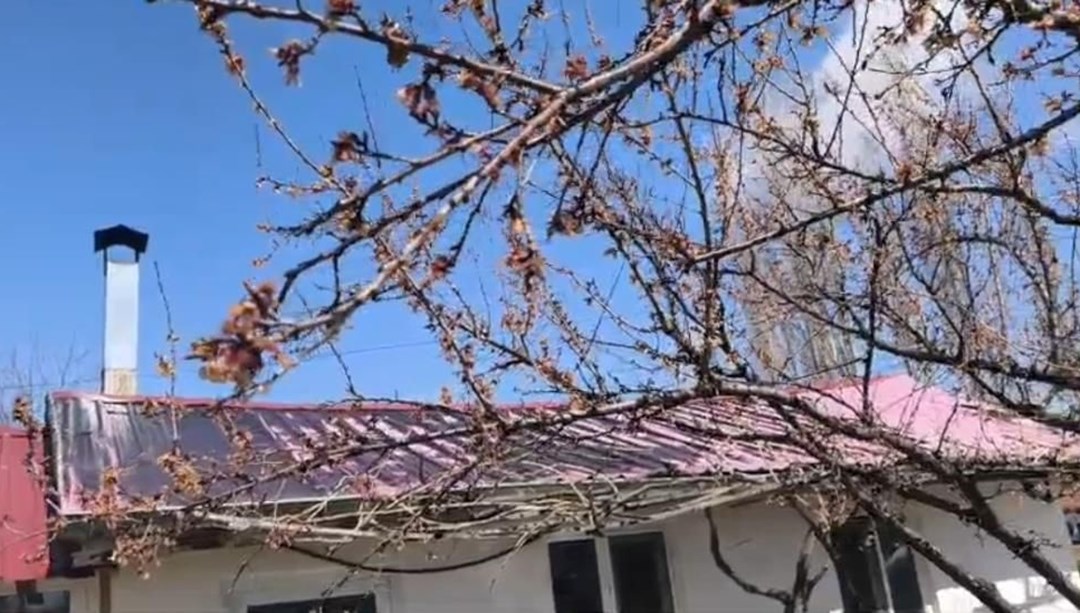 Dondurucu soğuk kayısıyı vurdu