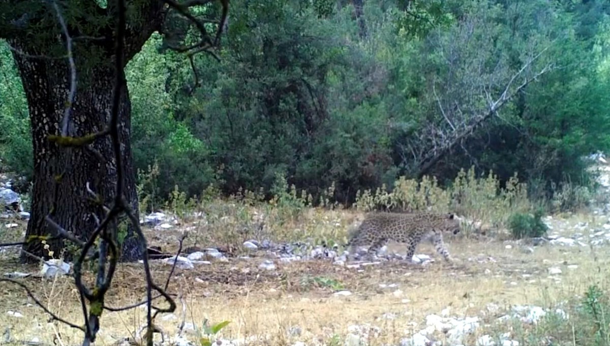 Anadolu parsı fotokapanda Anadolu parsı fotokapanda