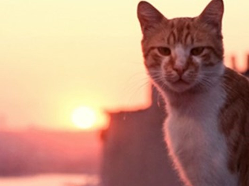 ceyda torun kedi amerika da en cok izlenen turk filmi oldu