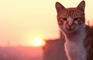 Istanbul Un Kedileri Almanya Da Ntv