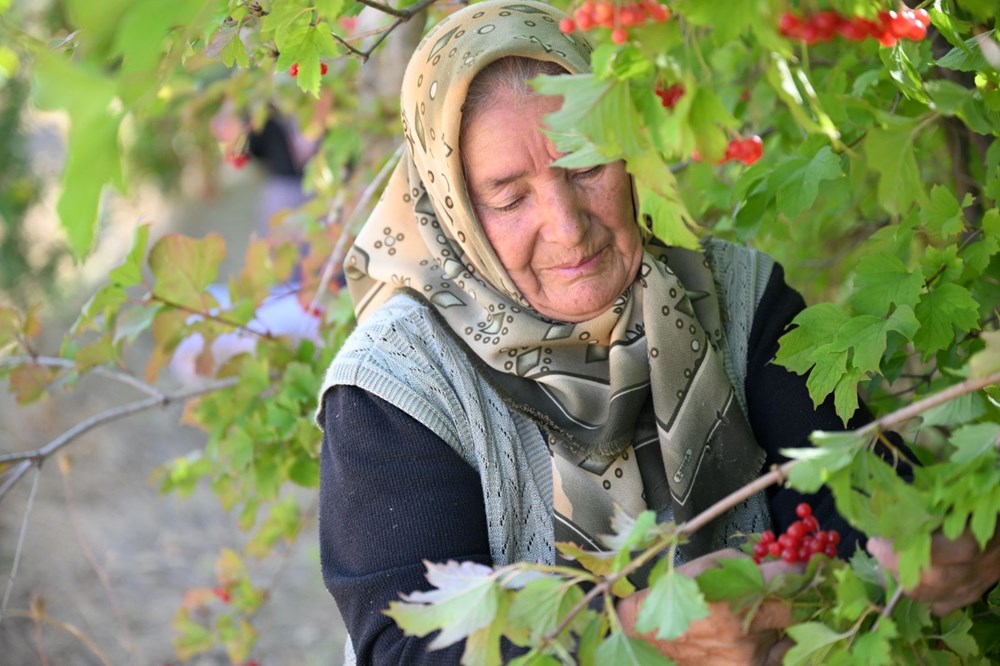 Gilaburu için sıraya giriyorlar: Masrafı yok, doğada kendiliğinden yetişiyor - 6