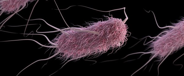 Laboratuvarda E. coli bakterisiniÂ Ã¶ldÃ¼ren hÃ¼creÂ Ã¼retildi