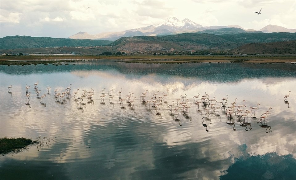 Flamingolar Hürmetçi Sazlığı'na renk kattı - 2