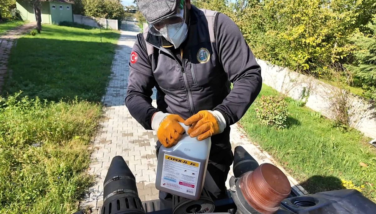 Kahverengi kokarca ile mücadele sürüyor