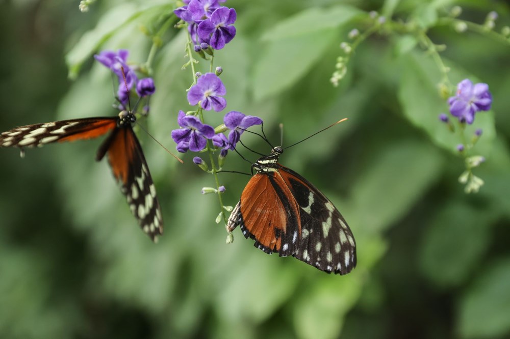 İngiltere'de gördüğü kelebek çiftliğini Beykoz'da kurdu - 13