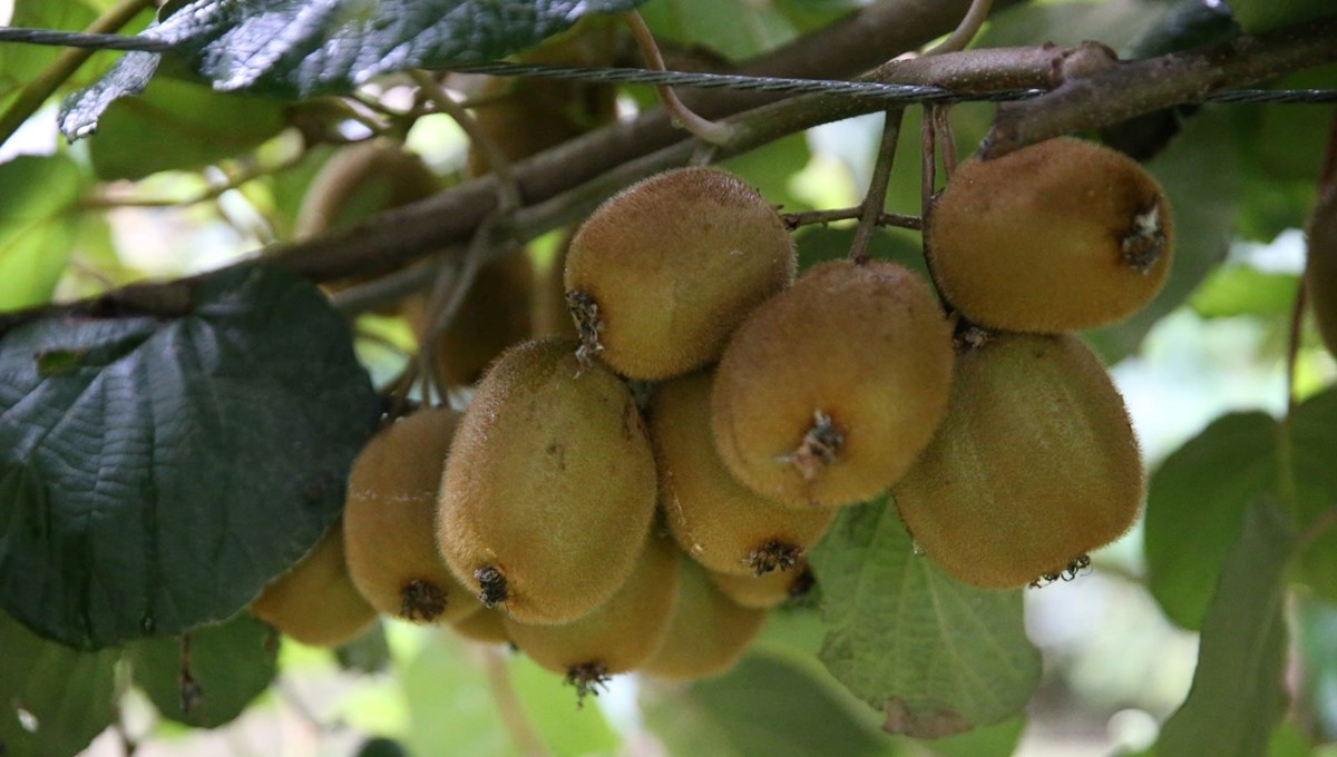 Kilogram fiyatı belli oldu: Kasım ayında hasat yapılacak