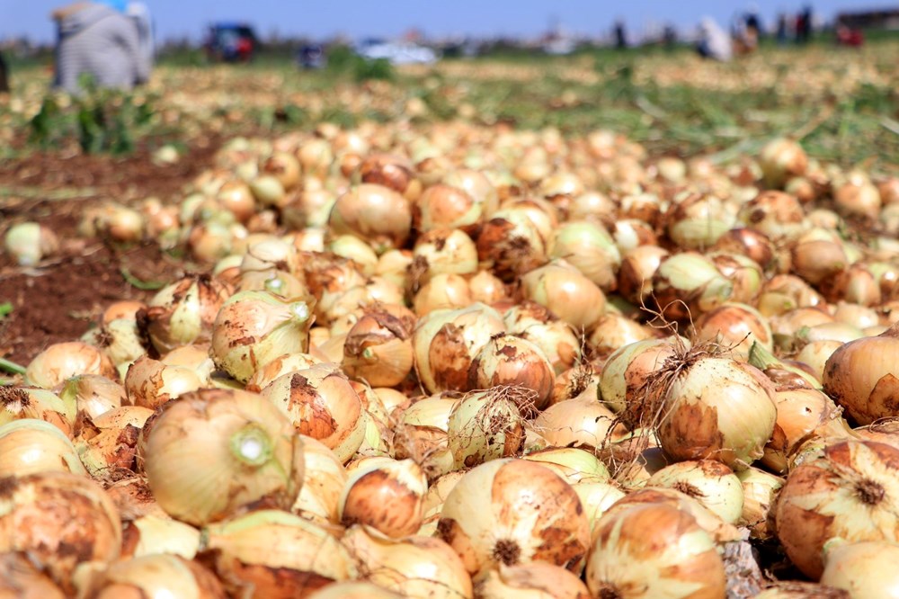 Türkiye'deki en önemli üretim merkezlerinden biri: Fiyatı 7-8 liraya kadar düştü - 2