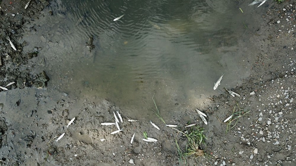 Alibeyköy Deresi'ndeki balık ölümlerine inceleme - 10