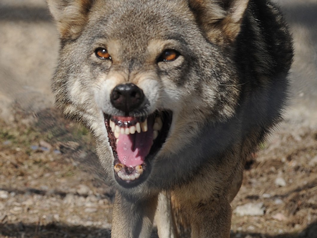 evde kurt beslemeye ceza ntv