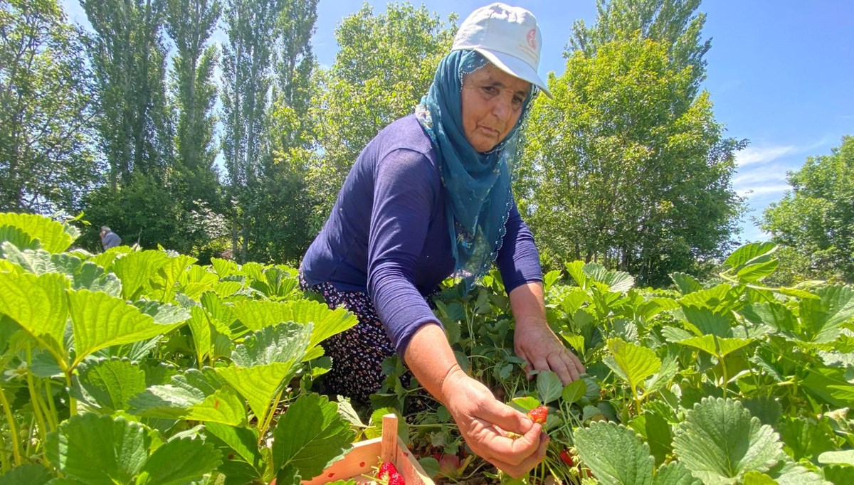 Aromasıyla dikkat çeken 
