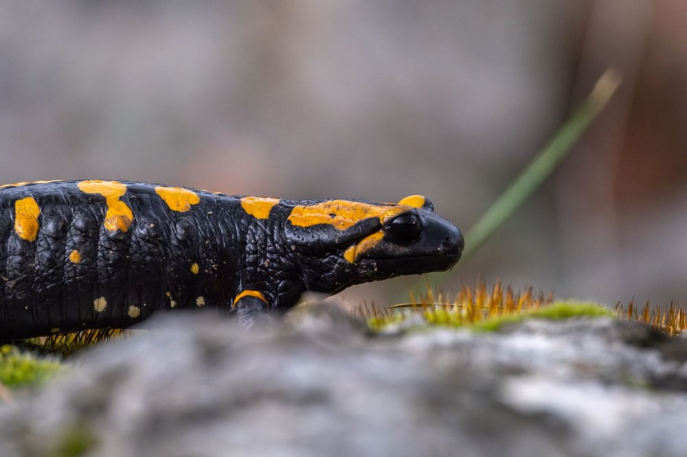 Nesli tehdit alt�ndaki "lekeli semender" Adana'da g�r�nt�lendi