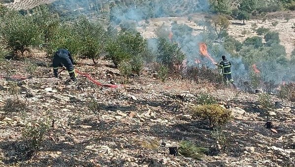 Hatay'da zeytinlik yangını