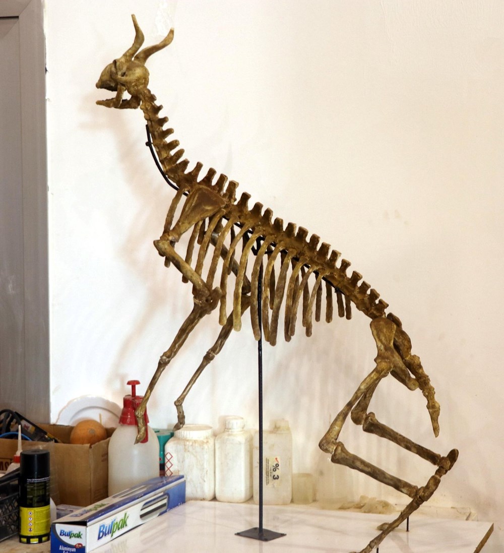 7,5 milyon yıllık fosiller Türkiye'nin ilk ve tek Paleontoloji Müzesi'nde - 5