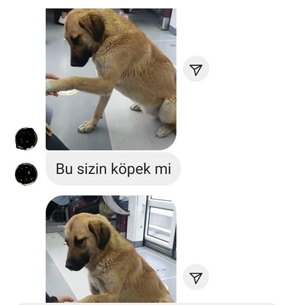 İzmir’i toplu ulaşımla gezen köpek Sam bulundu - 6