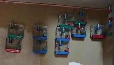 Evinde 21 tane saka kuşu bulunan kişiye ceza