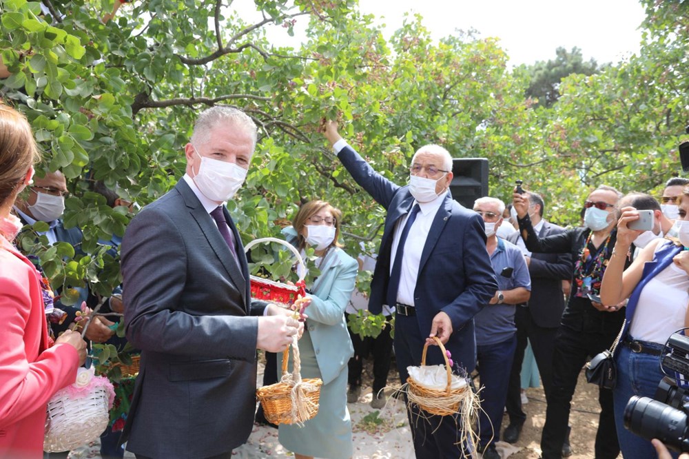 GastroAntep Festivali, fıstık hasadı ve şire yapımı ile başladı - 2