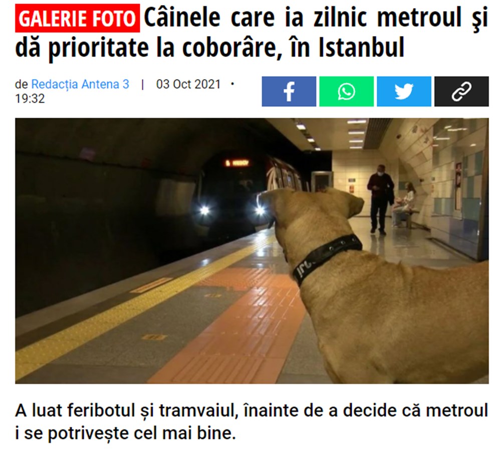 Gezgin köpek Boji dünya basının gündeminde - 8