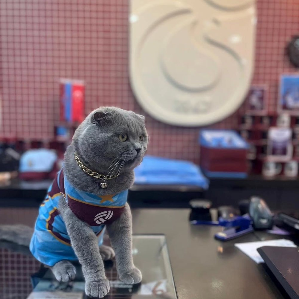 Trabzonsporlu fenomen kedi Tom'un stadyuma alınması için çağrı - 4